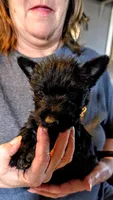 Little Man , a male Scottish Terrier for sale in Subiaco, AR – Photo 3 of 3