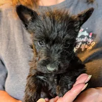Little Man , a male Scottish Terrier for sale in Subiaco, AR – Photo 2 of 3