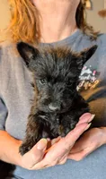 Little Man , a male Scottish Terrier for sale in Subiaco, AR – Photo 2 of 3
