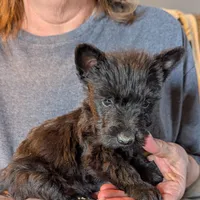Little Man , a male Scottish Terrier for sale in Subiaco, AR – Photo 1 of 3