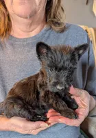 Little Man , a male Scottish Terrier for sale in Subiaco, AR – Photo 1 of 3
