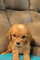 Nixie, a female Cockapoo for sale in Subiaco, AR – 3 of 4
