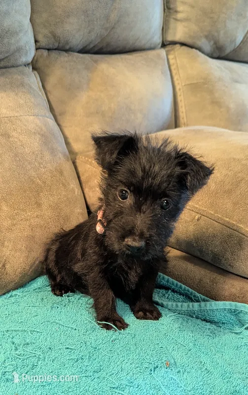 Elsie  – Scottish Terrier puppy for sale in Subiaco, AR