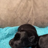 Milena, a female Scottish Terrier for sale in Subiaco, AR – Photo 4 of 5