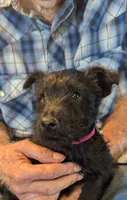 Milena, a female Scottish Terrier for sale in Subiaco, AR – Photo 2 of 5
