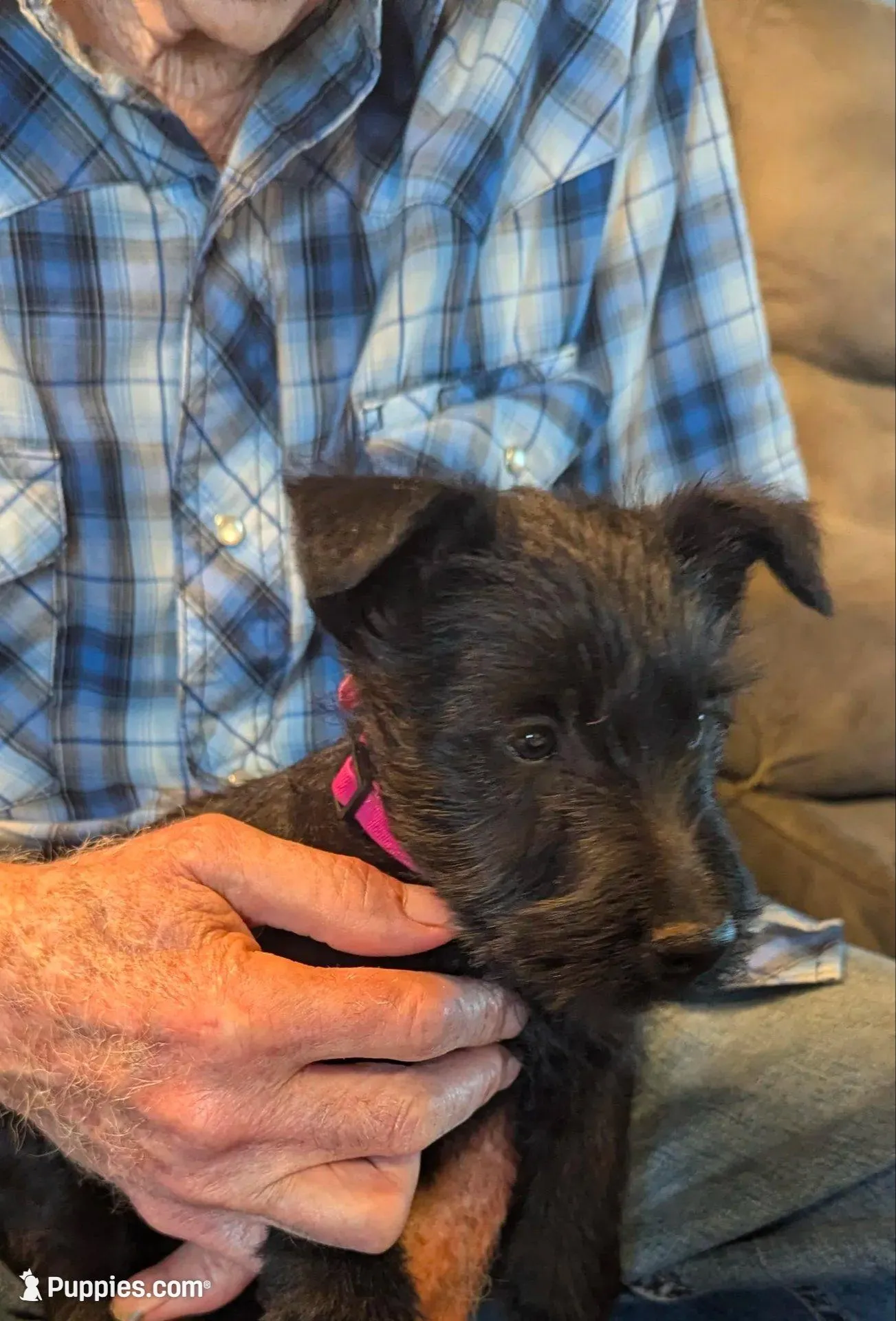 Milena – Scottish Terrier puppy for sale in Subiaco, AR