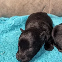 Milena, a female Scottish Terrier for sale in Subiaco, AR – Photo 5 of 5