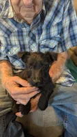 Milena, a female Scottish Terrier for sale in Subiaco, AR – Photo 3 of 5
