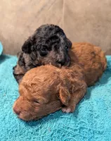 Munchkin , a male Poodle - Miniature  for sale in Subiaco, AR – 2 of 2