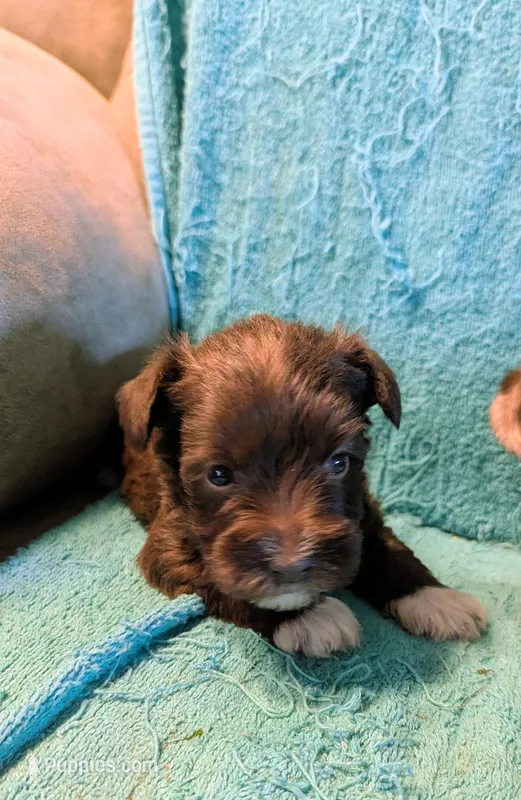 Thor – Miniature Schnauzer puppy for sale in Subiaco, AR