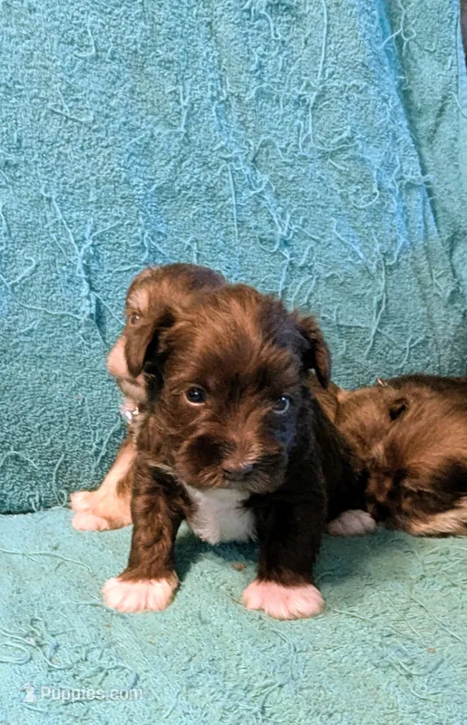 Thor – Miniature Schnauzer puppy for sale in Subiaco, AR