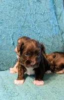 Thor, a male Miniature Schnauzer for sale in Subiaco, AR – Photo 2 of 3