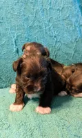 Thor, a male Miniature Schnauzer for sale in Subiaco, AR – Photo 3 of 3