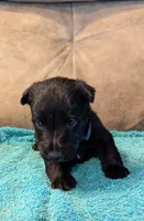 Callum , a male Scottish Terrier for sale in Subiaco, AR – 7 of 8