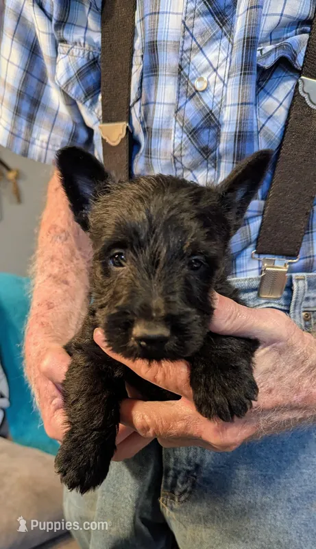 Crew – Scottish Terrier puppy for sale in Subiaco, AR