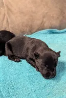 Crew, a male Scottish Terrier for sale in Subiaco, AR – Photo 1 of 3