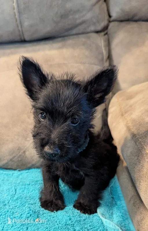 Rory – Scottish Terrier puppy for sale in Subiaco, AR
