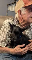 Maggie , a female Scottish Terrier for sale in Subiaco, AR – 2 of 10