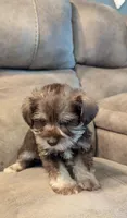 Leif, a male Miniature Schnauzer for sale in Subiaco, AR – 3 of 6