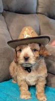 Nemo , a male Cockapoo for sale in Subiaco, AR – 3 of 4