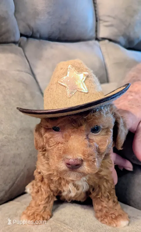 Munchkin  – Poodle - Miniature  puppy for sale in Subiaco, AR