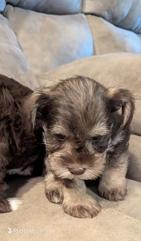 Shaw – Miniature Schnauzer puppy on hold in Subiaco, AR