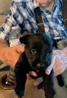 Angus , a male Scottish Terrier for sale in Subiaco, AR – 2 of 3
