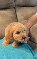 Ferbie , a male Cockapoo for sale in Subiaco, AR – 3 of 7