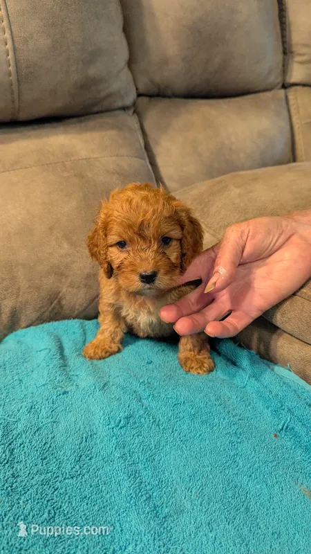 Toto – Cockapoo puppy for sale in Subiaco, AR