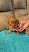 Toto, a male Cockapoo for sale in Subiaco, AR – 3 of 3