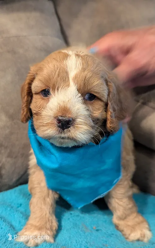 Nemo  – Cockapoo puppy for sale in Subiaco, AR