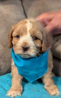 Nemo , a male Cockapoo for sale in Subiaco, AR – 2 of 4