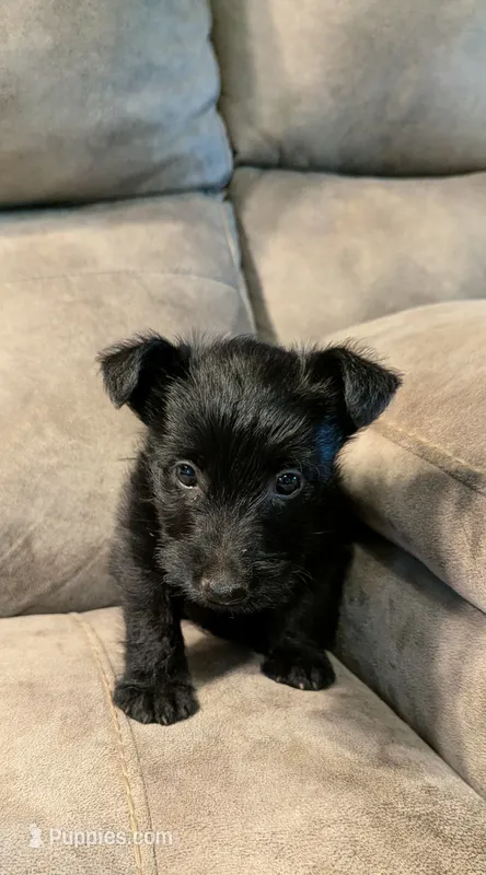 Maggie  – Scottish Terrier puppy for sale in Subiaco, AR