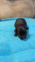 Maggie , a female Scottish Terrier for sale in Subiaco, AR – 6 of 7