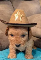 Ferbie , a male Cockapoo for sale in Subiaco, AR – 1 of 4