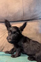 Halie, a female Scottish Terrier for sale in Subiaco, AR – 3 of 5