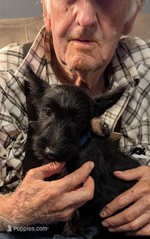 Maggie  – Scottish Terrier puppy for sale in Subiaco, AR