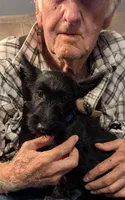 Maggie , a female Scottish Terrier for sale in Subiaco, AR – 1 of 10