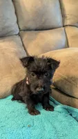Elsie , a female Scottish Terrier for sale in Subiaco, AR – 2 of 3