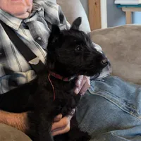 Feya, a female Scottish Terrier for sale in Subiaco, AR – Photo 1 of 6