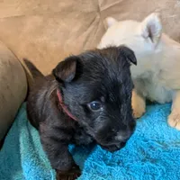 Feya, a female Scottish Terrier for sale in Subiaco, AR – Photo 4 of 6