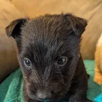 Feya, a female Scottish Terrier for sale in Subiaco, AR – Photo 6 of 6