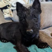 Feya, a female Scottish Terrier for sale in Subiaco, AR – Photo 3 of 6