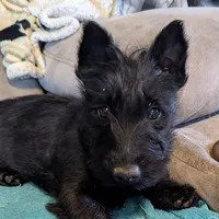 Feya, a female Scottish Terrier for sale in Subiaco, AR – Photo 2 of 6
