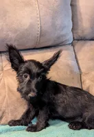 Halie, a female Scottish Terrier for sale in Subiaco, AR – 1 of 5