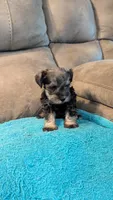 Gunnar , a male Miniature Schnauzer for sale in Subiaco, AR – 4 of 5