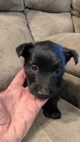 Maggie , a female Scottish Terrier for sale in Subiaco, AR – 4 of 7