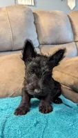 Hamish , a male Scottish Terrier for sale in Subiaco, AR – 5 of 8