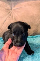 Callum , a male Scottish Terrier for sale in Subiaco, AR – 2 of 8