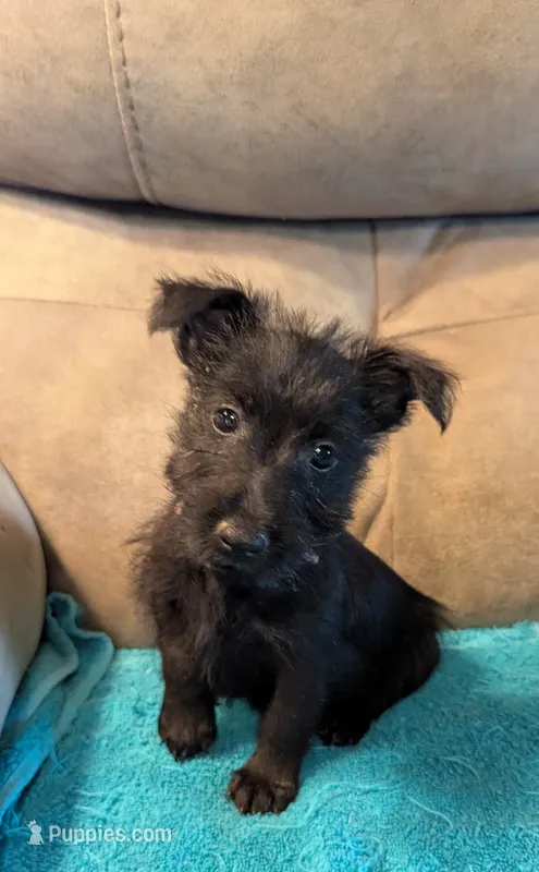Elsie  – Scottish Terrier puppy for sale in Subiaco, AR